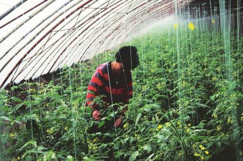 ������ũҵ����ɽ��������ĸ�¸��