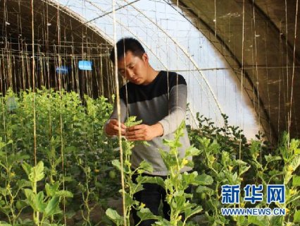 大学生村官赵晓菲:工作四年 成为众口称赞的自家人