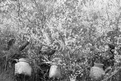 ������Ȼ���Ļ�����