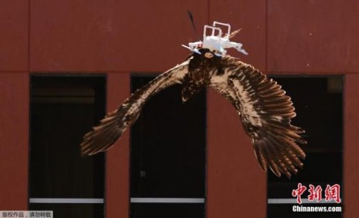 澳大利亚“愤怒老鹰”击落价值8万美元航拍无人机