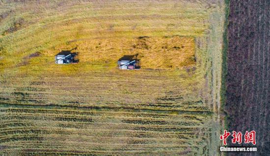 资料图:晚稻丰收。赵春亮 摄 资料图:晚稻丰收。赵春亮 摄