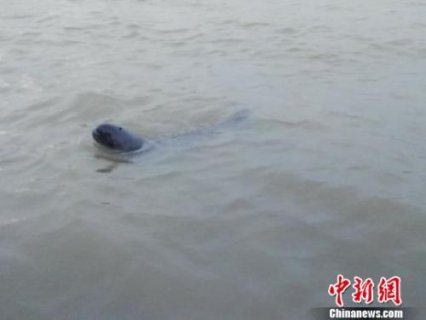 长江干流江豚科考:未通航夹江水域为重要栖息地