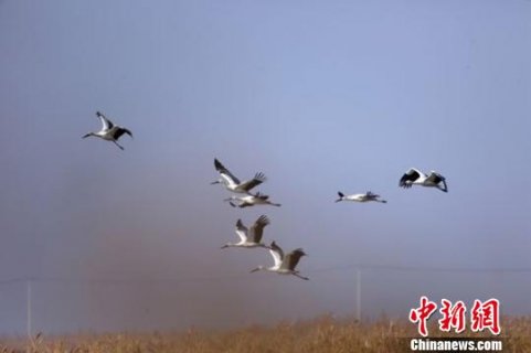 118只小天鹅上海崇明越冬 刷新历史最高纪录