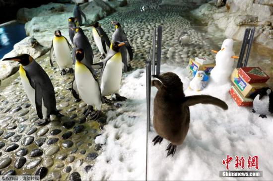 资料图:企鹅。 资料图:企鹅。