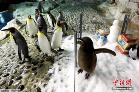 企鹅也怕冷?加拿大零下25度 国王企鹅移居室内